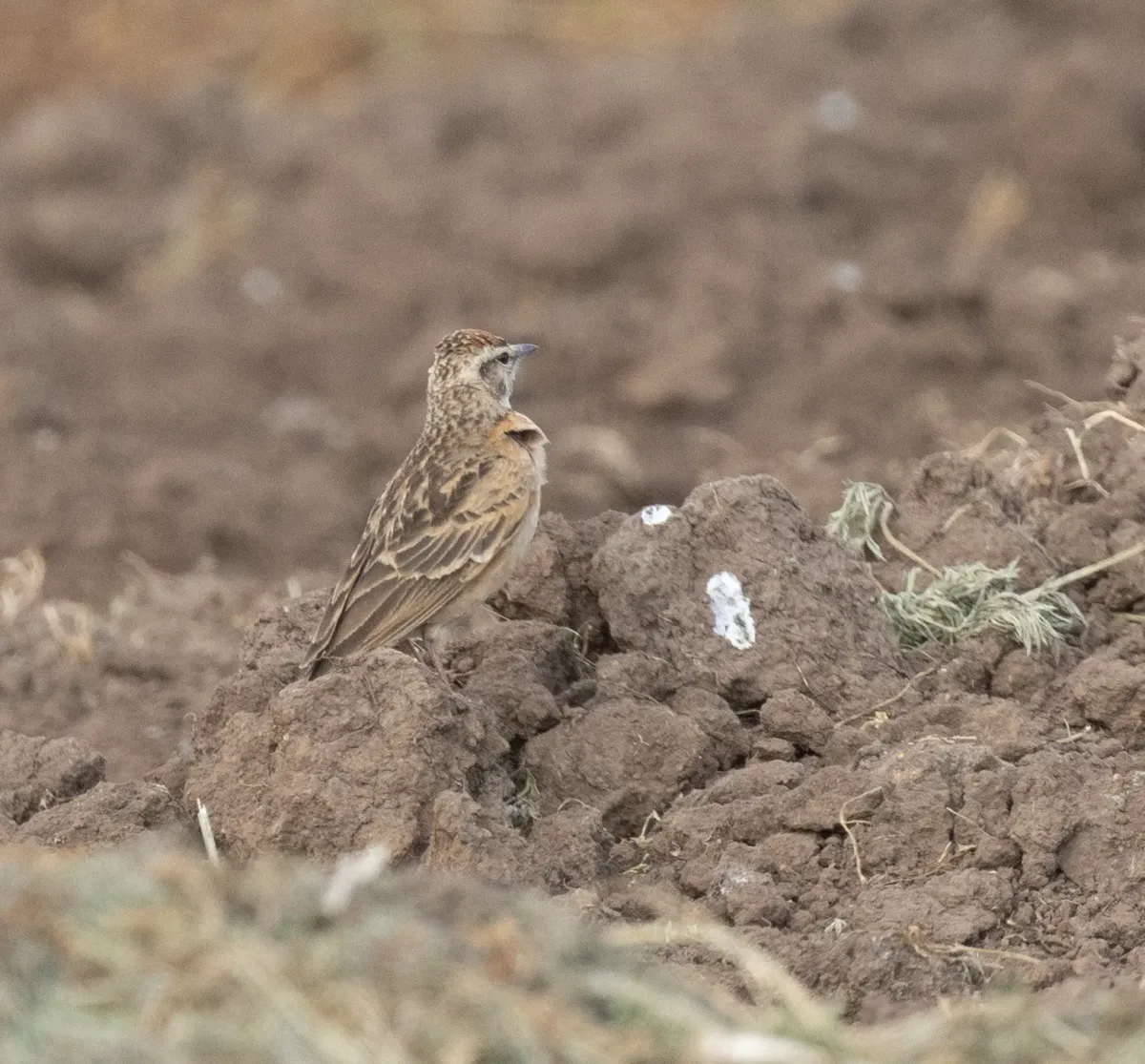 File:Calandrella blanfordi - avocat - 618599077.jpeg