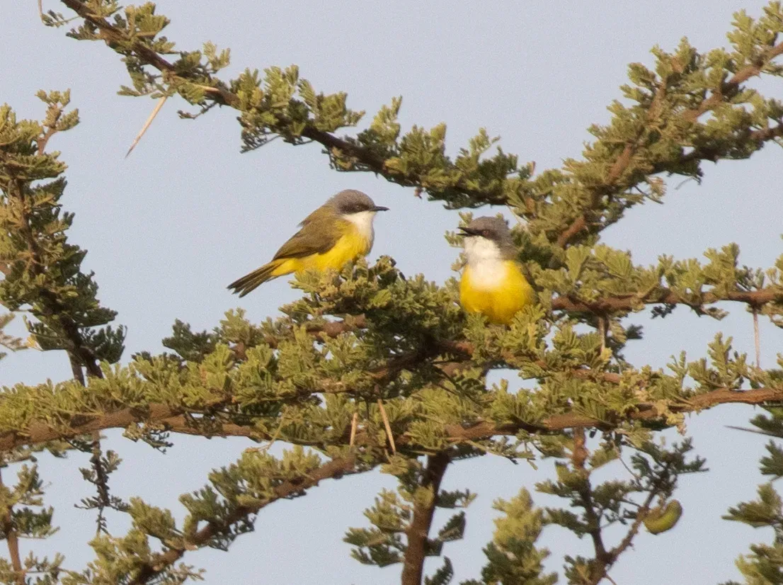 File:Eremomela canescens - avocat - 608267247.jpeg