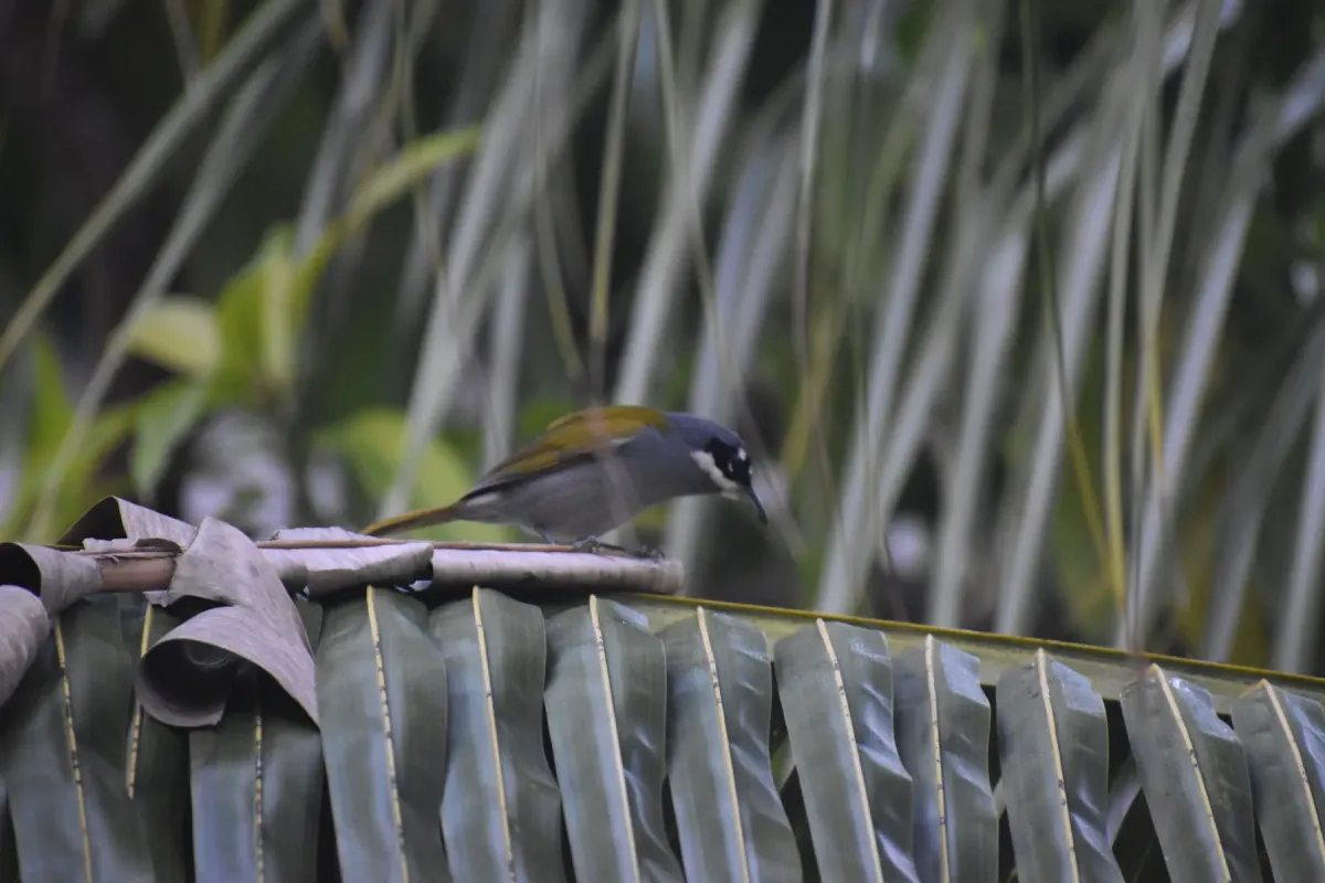 File:Phaenicophilus poliocephalus poliocephalus - Patrick - 250470788.jpeg