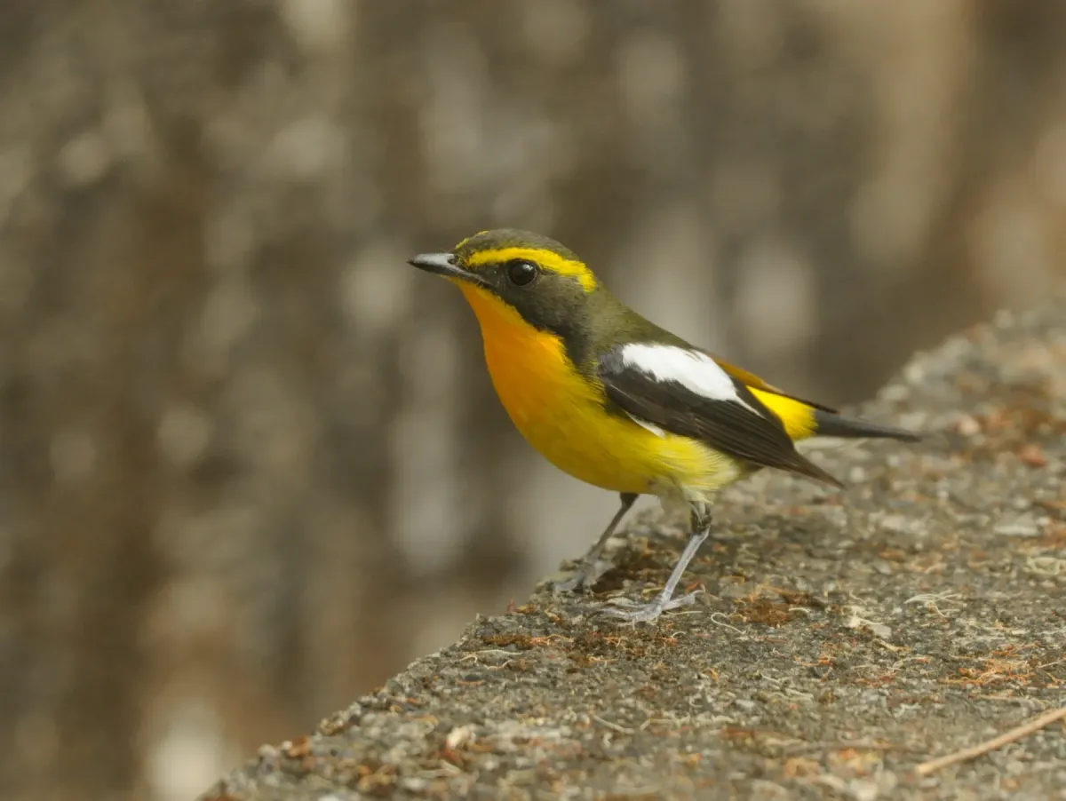 File:Ficedula owstoni - Enoch Cheuk - 517506080.jpeg