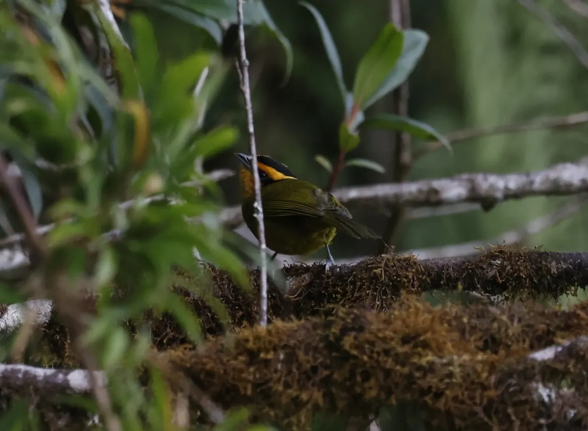 File:Kleinothraupis calophrys - Don Wellmann - 535203489.jpeg