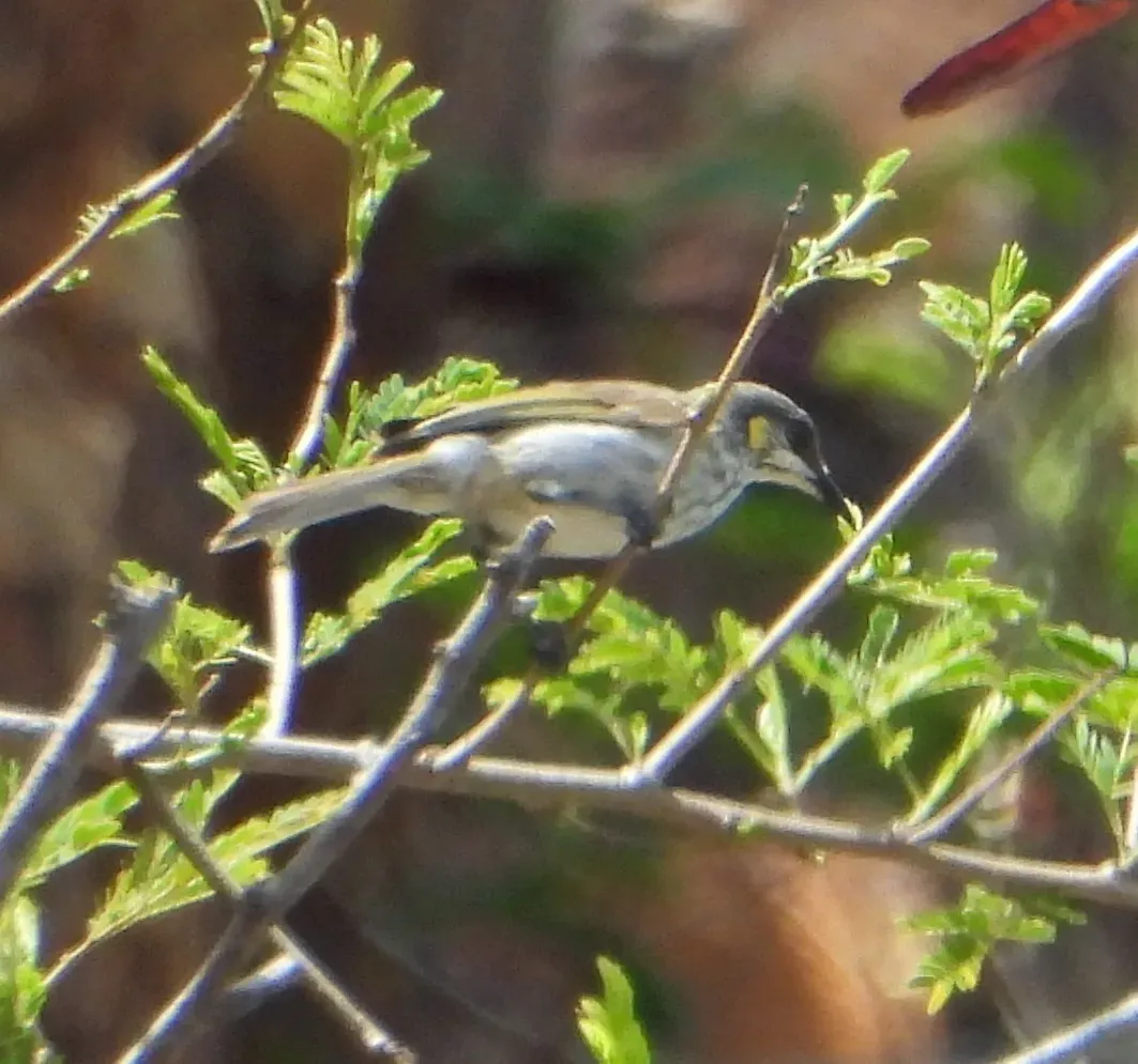 File:Meliphaga reticulata - andreytkachev - 590128922.jpeg