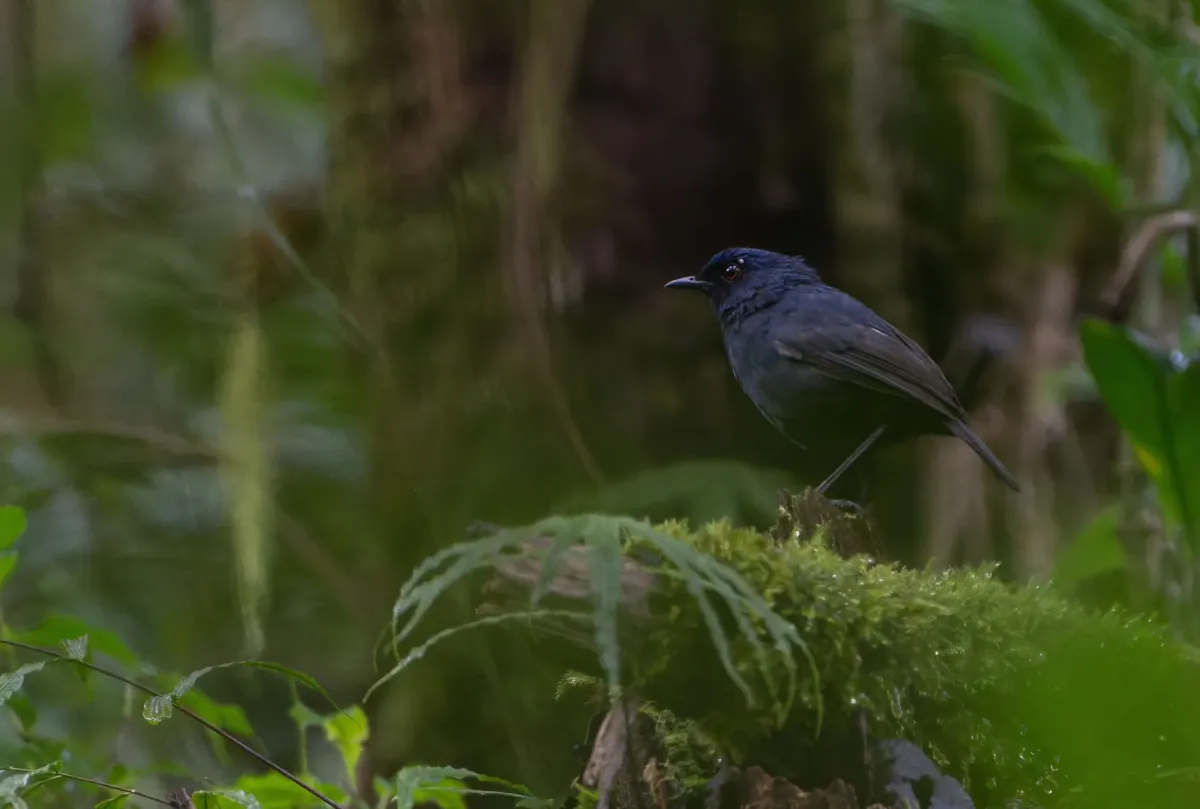 File:Heinrichia calligyna - khalebyordan - 593168458.jpeg