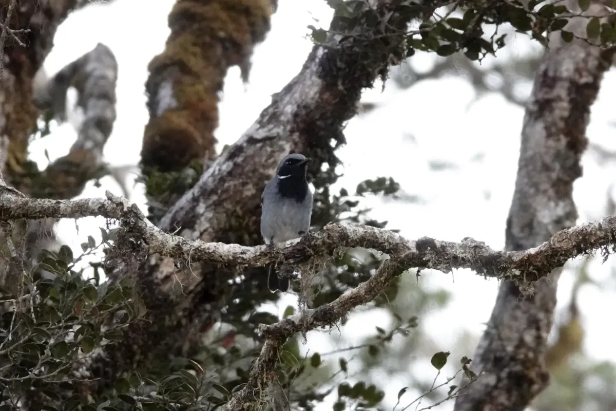 File:Plesiodryas albonotata - Jonathan M - 218218071.jpeg