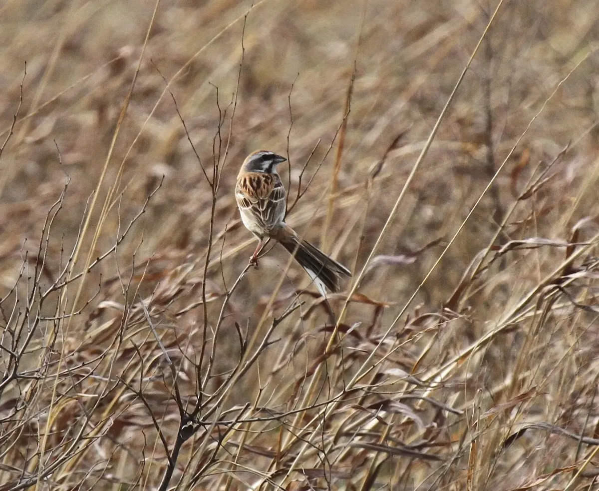 File:Emberiza jankowskii - Mikael Bauer - 29001448.jpeg