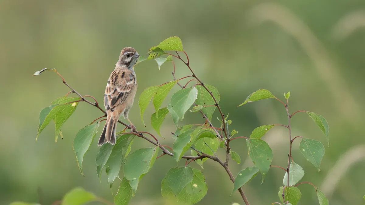 File:Emberiza jankowskii - ZhenningLiu - 565726379.jpeg