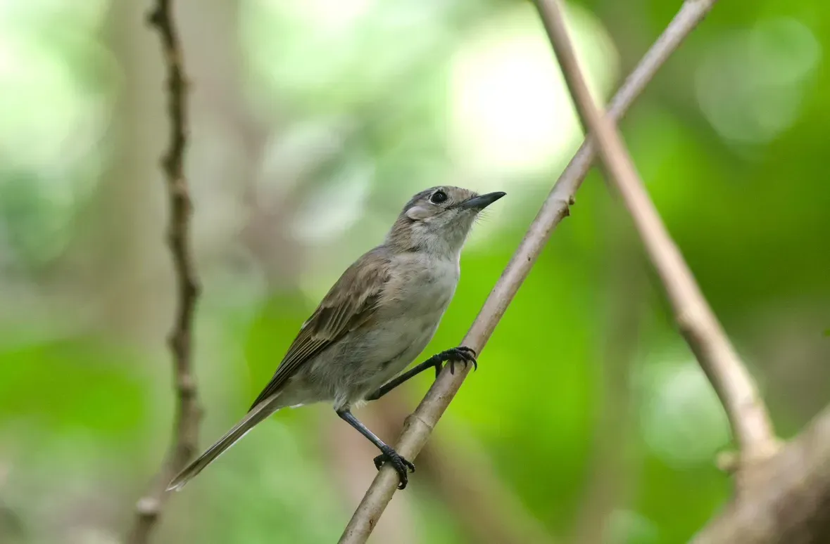 File:Pomarea iphis - Rachael Kaiser - 612795519.jpeg