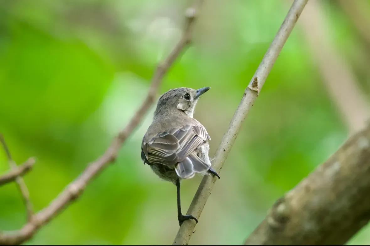 File:Pomarea iphis - Rachael Kaiser - 612795515.jpeg