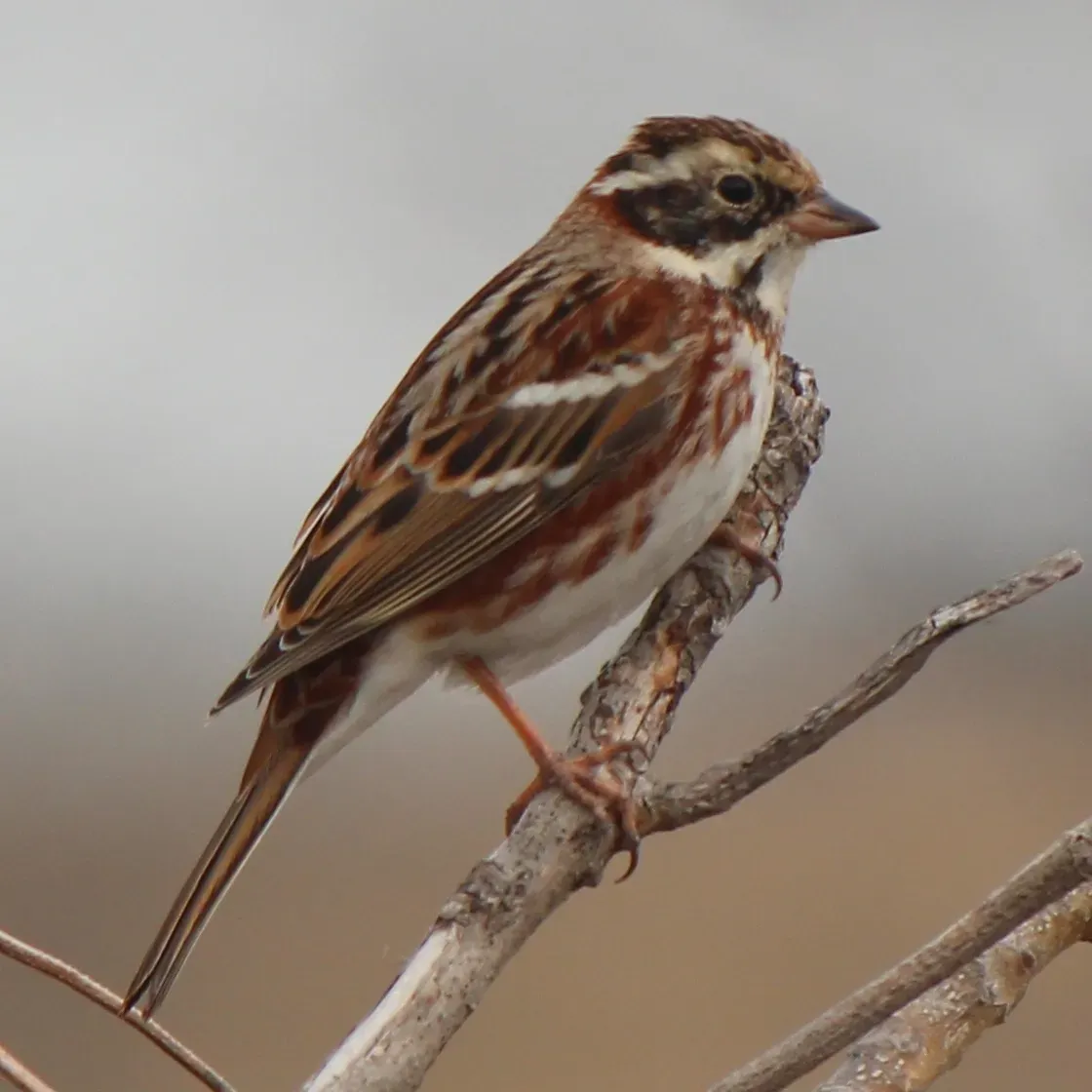 File:Emberiza rustica latifascia.JPG
