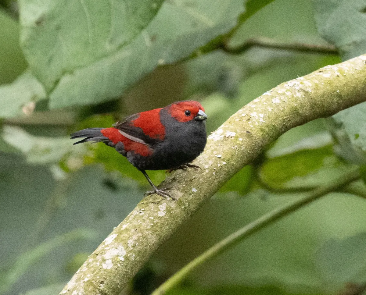 File:Cryptospiza jacksoni - avocat - 602384753.jpeg