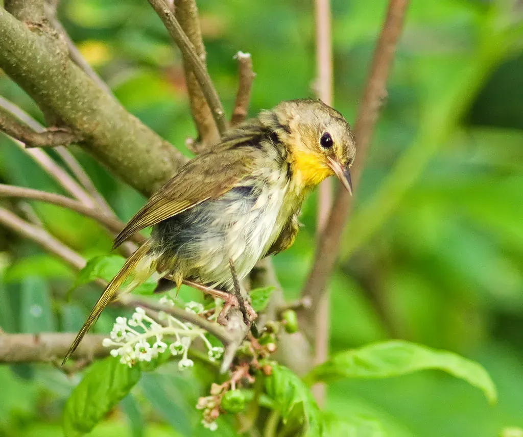 File:Common Yellowthroat (?) (Geothlypis trichas).jpg