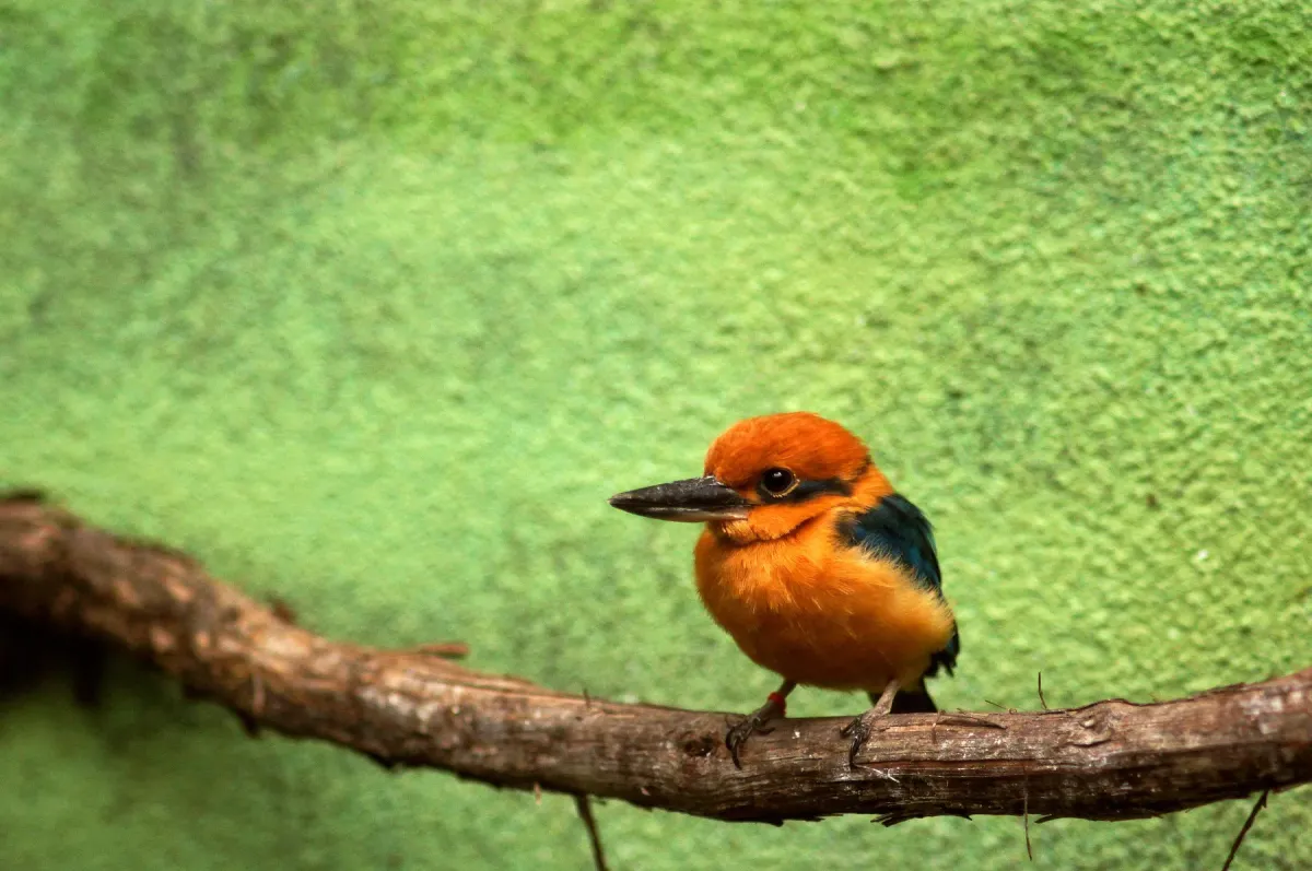 File:Todiramphus cinnamominus -Philadelphia Zoo, Pennsylvania, USA-8a.jpg