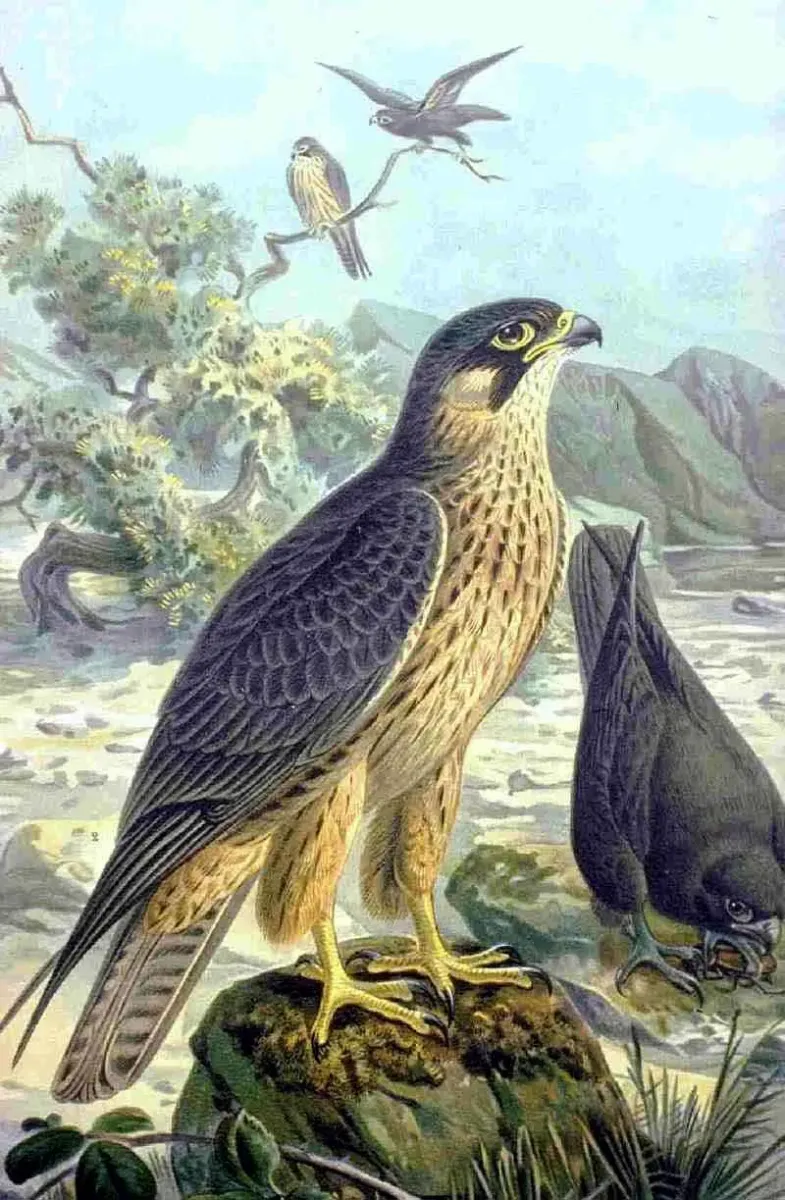 File:Falco eleonorae NAUMANN.jpg