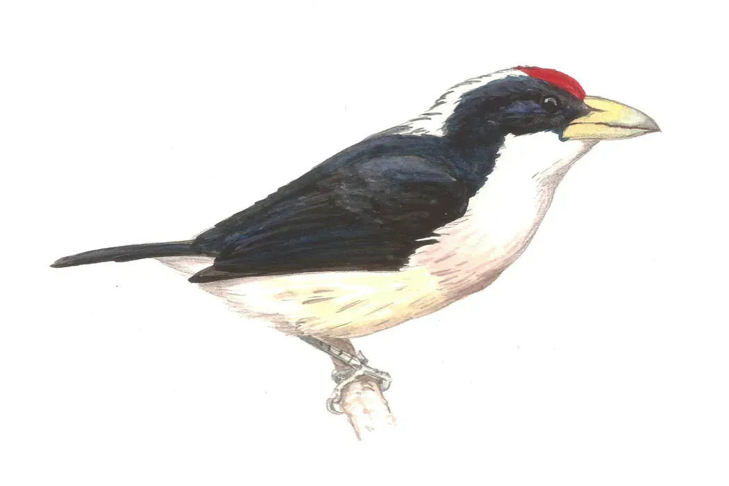 File:Capito hypoleucus.jpg