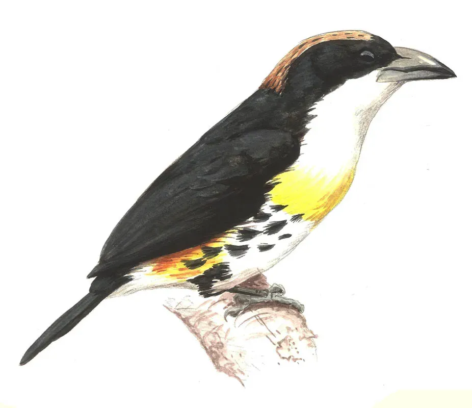 File:Capito maculicoronatus.jpg
