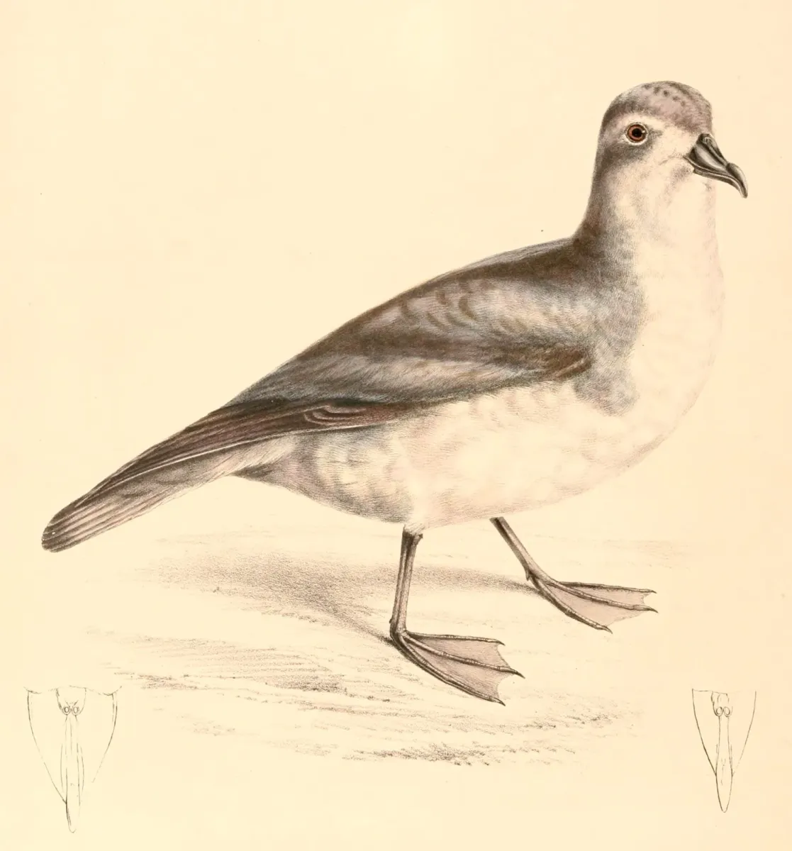 File:Pachyptila desolata 1838.jpg