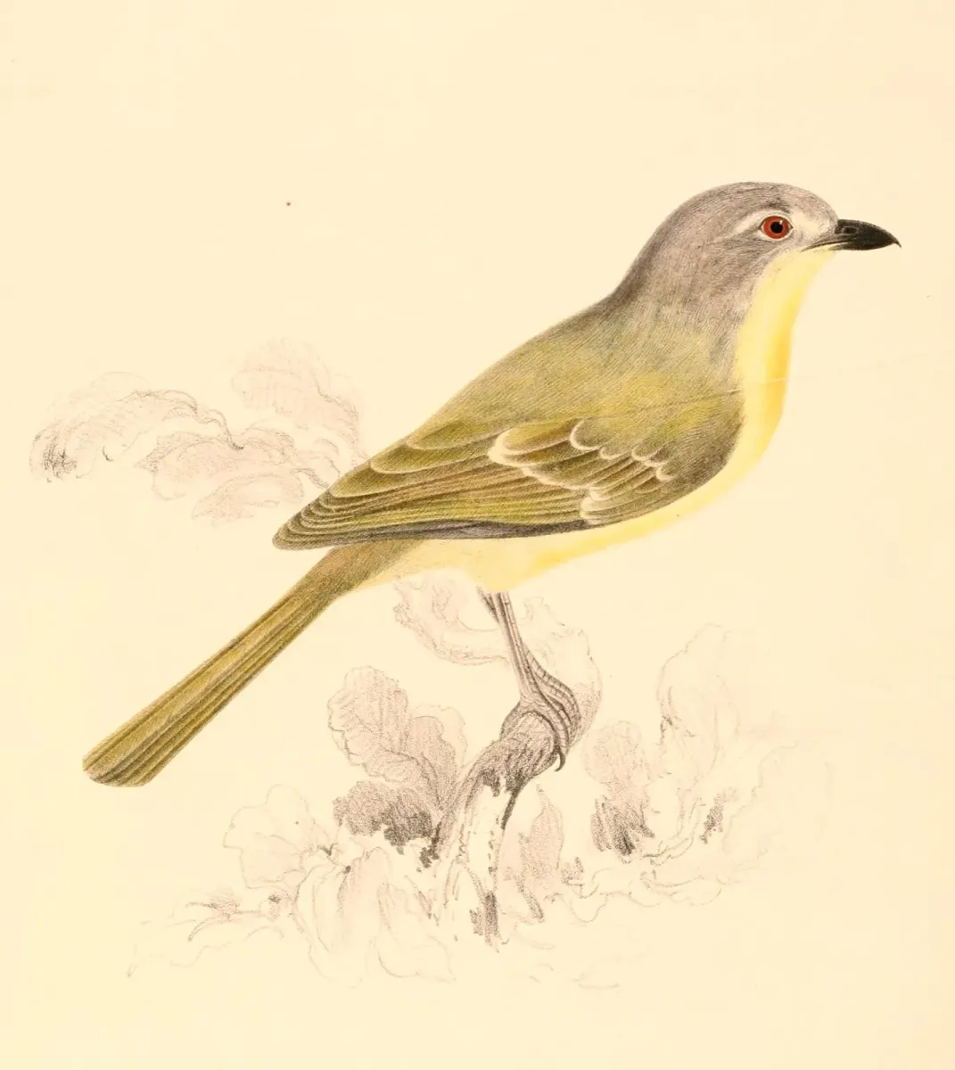 File:Chlorophoneus sulfureopectus similis 1838.jpg