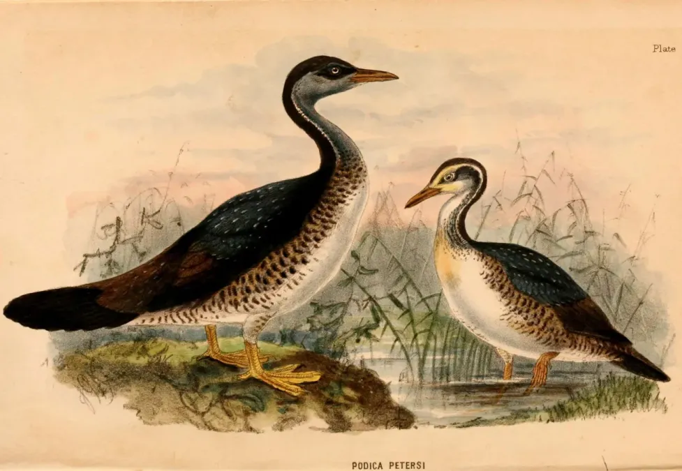 File:Podica senegalensis petersii 1884.jpg