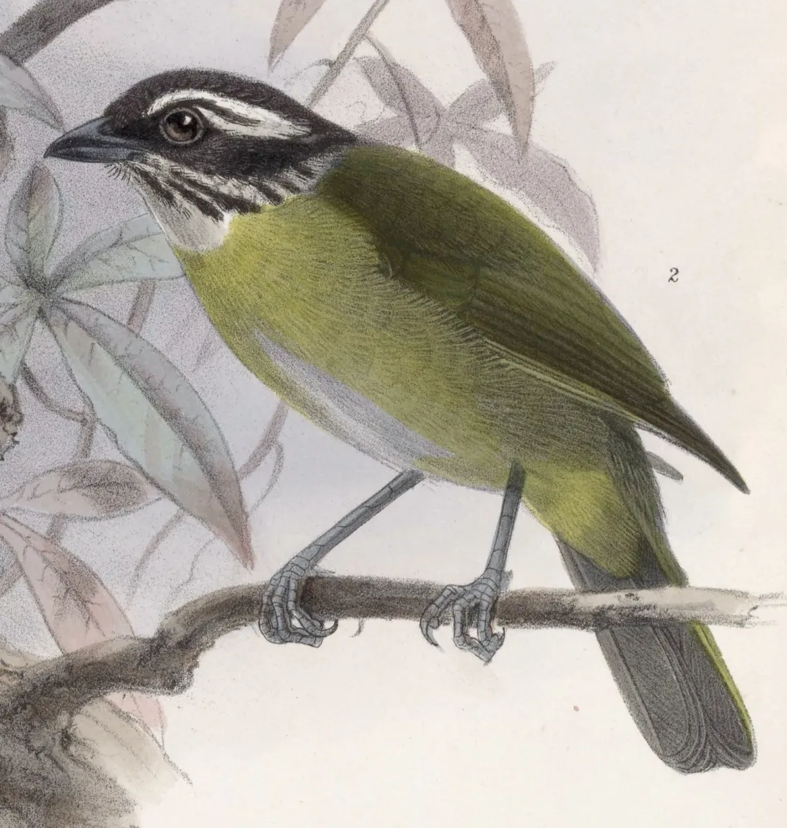 File:Chlorospingus pileatus 1902.jpg