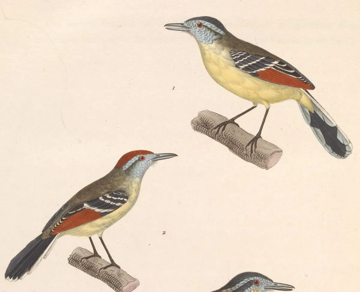 File:Herpsilochmus rufimarginatus 1838.jpg