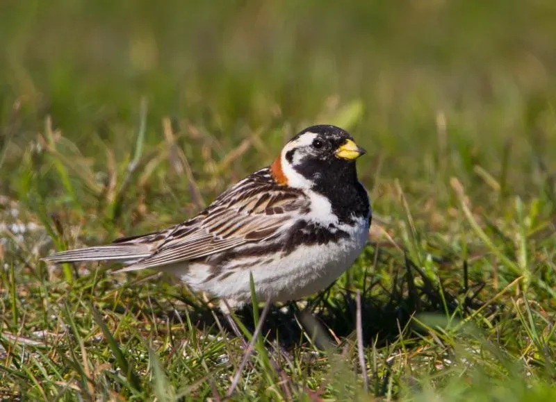 File:Lapland Longspur - Calcarius lapponicus - Sportittlingur 1.jpg
