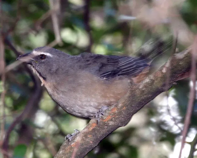 File:Greyish Saltator (Saltator coerulescens)..jpg