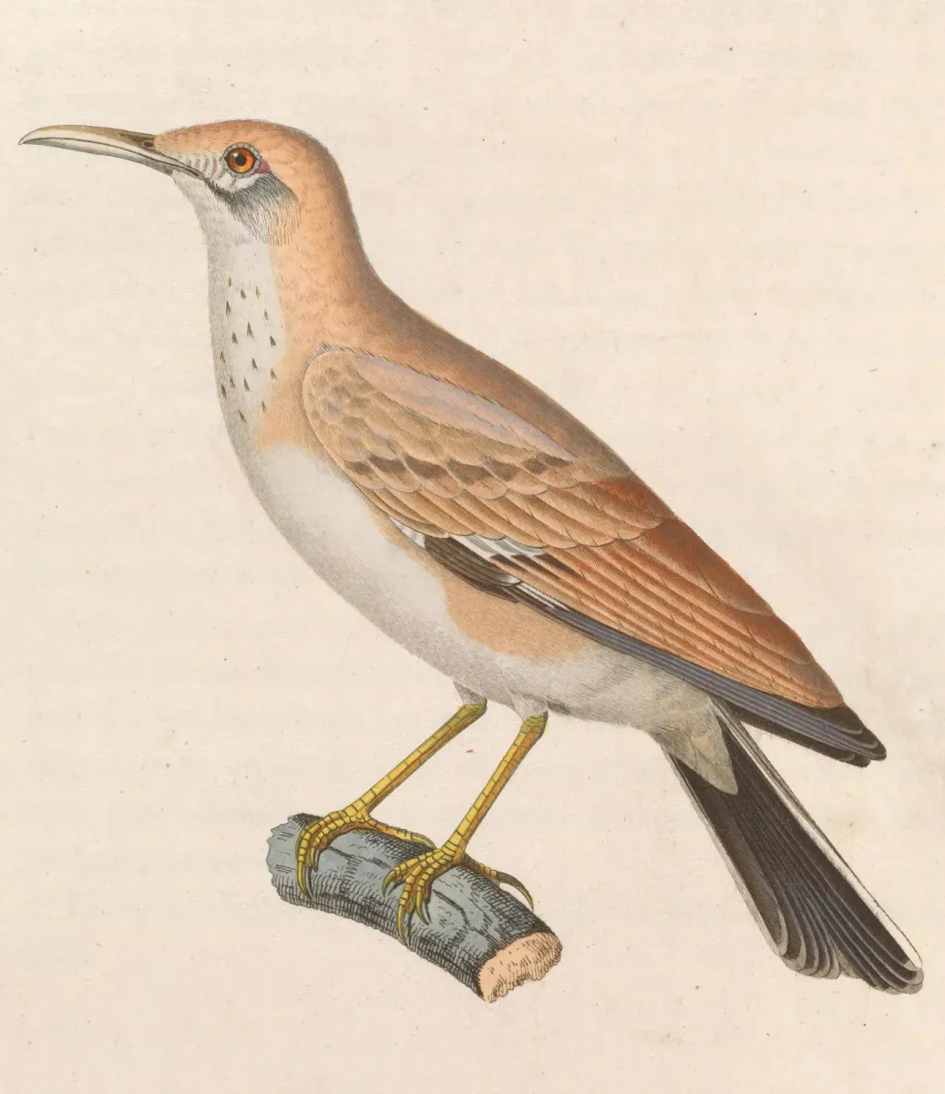 File:Alaemon alaudipes desertorum 1838.jpg