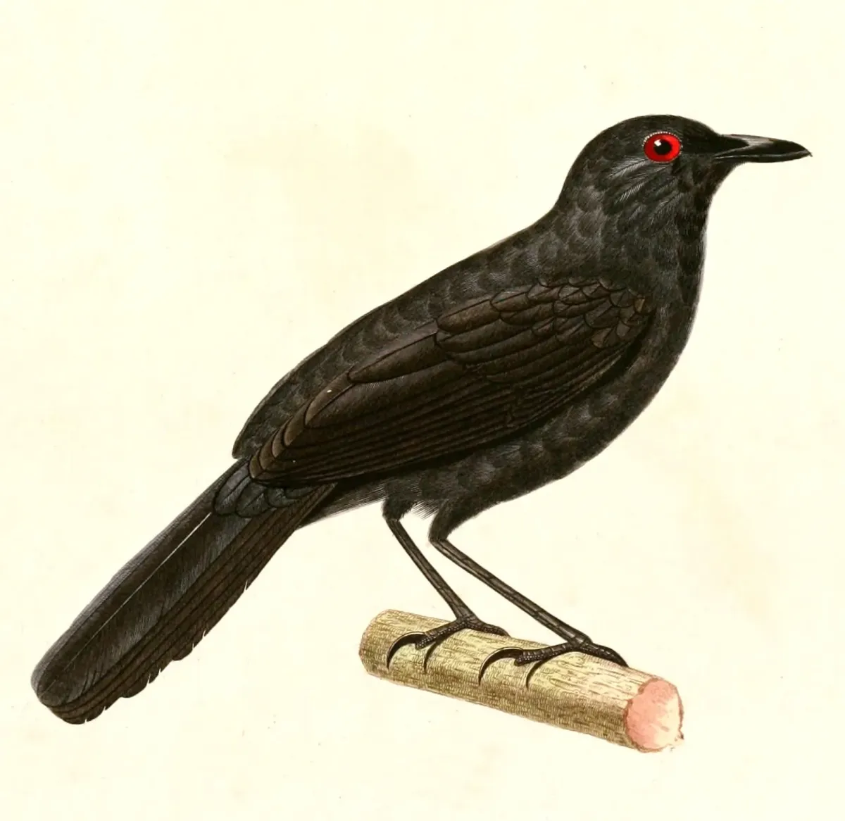 File:Pyriglena leuconota 1847.jpg