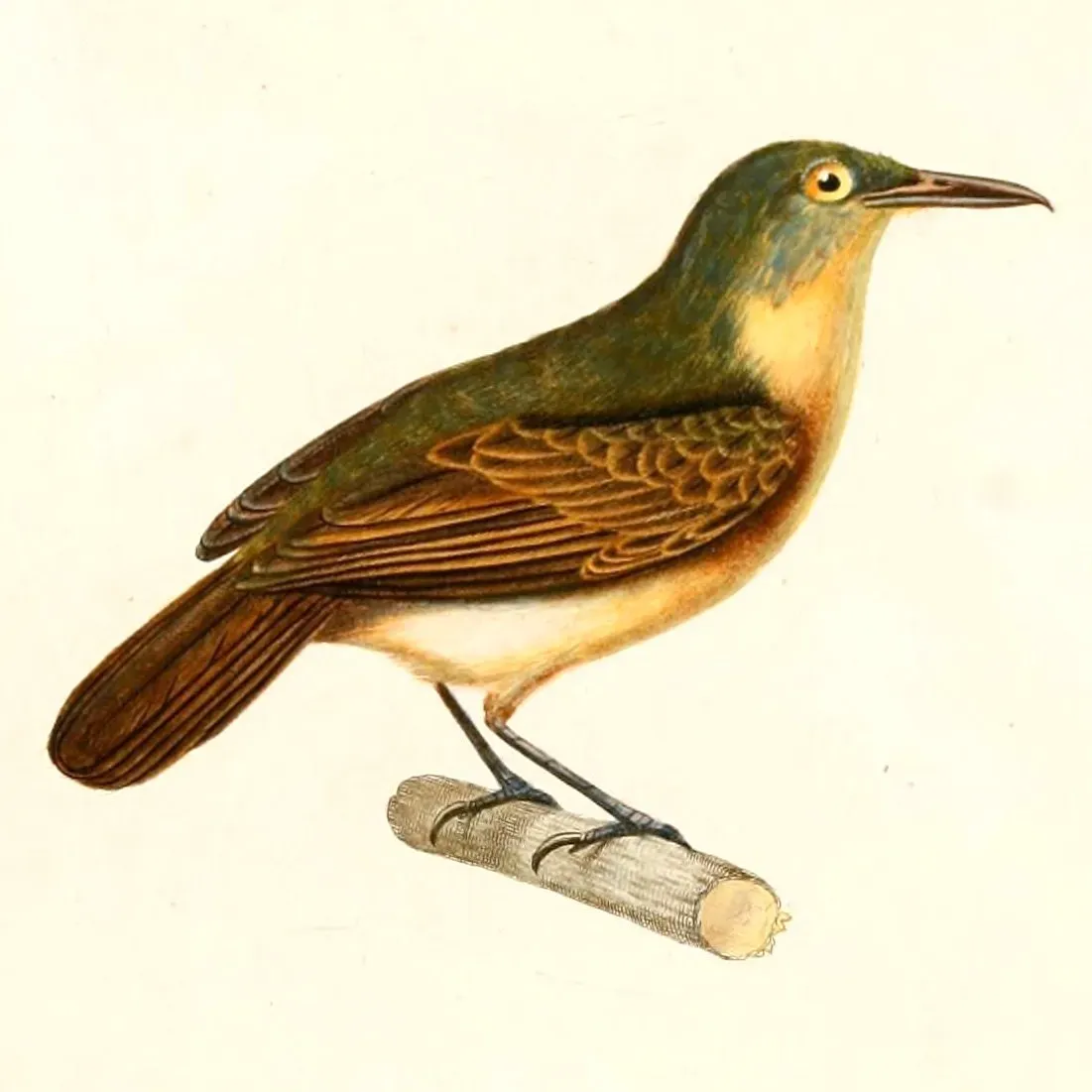 File:Myrmotherula axillaris fresnayana 1847.jpg