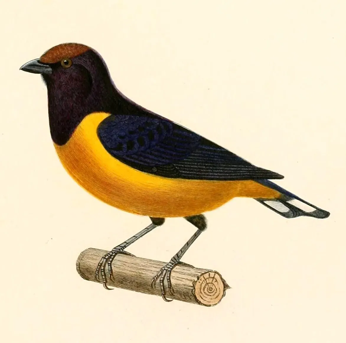 File:Euphonia xanthogaster ruficeps 1847.jpg