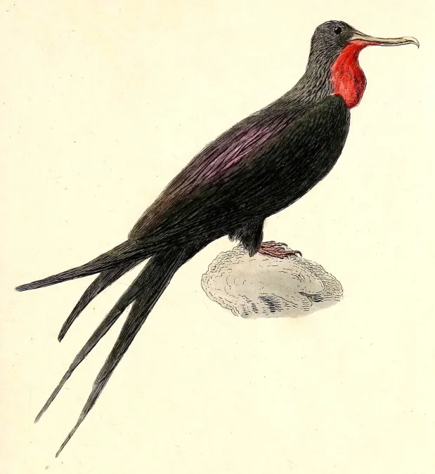 File:Fregata aquila 1832.jpg