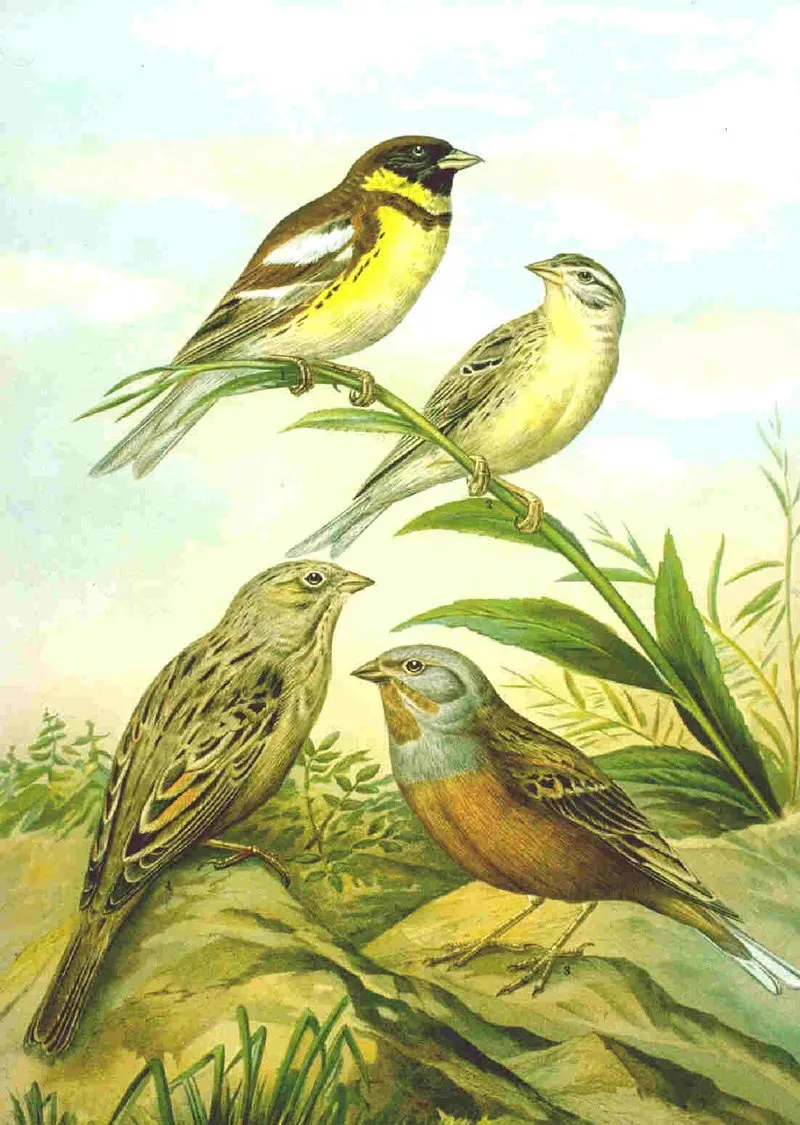 File:Emberiza aureola & Emberiza caesia Naumann.jpg