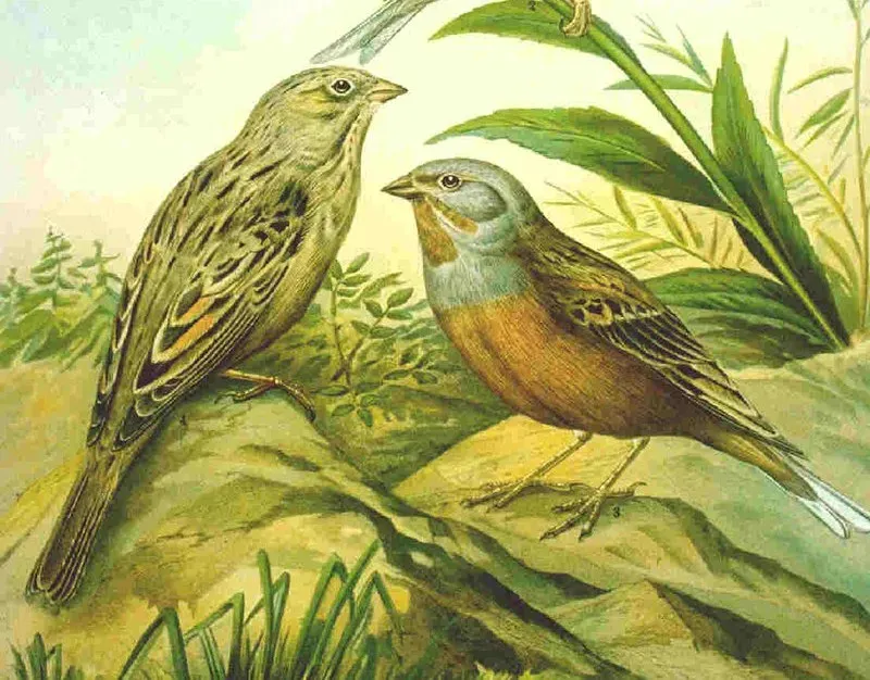 File:Emberiza caesia Naumann.jpg