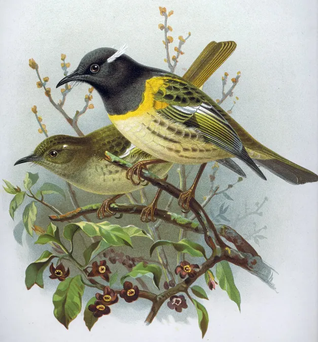 File:Notiomystis cincta cincta.jpg