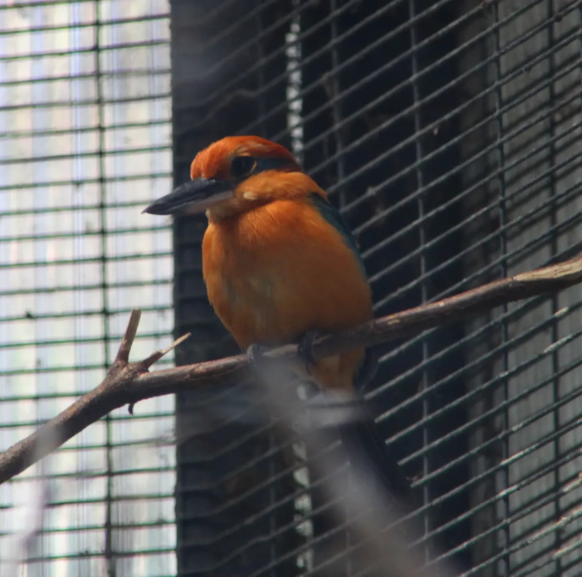 File:Todiramphus cinnamominus -San Diego Zoo, California, USA-8a (1).jpg