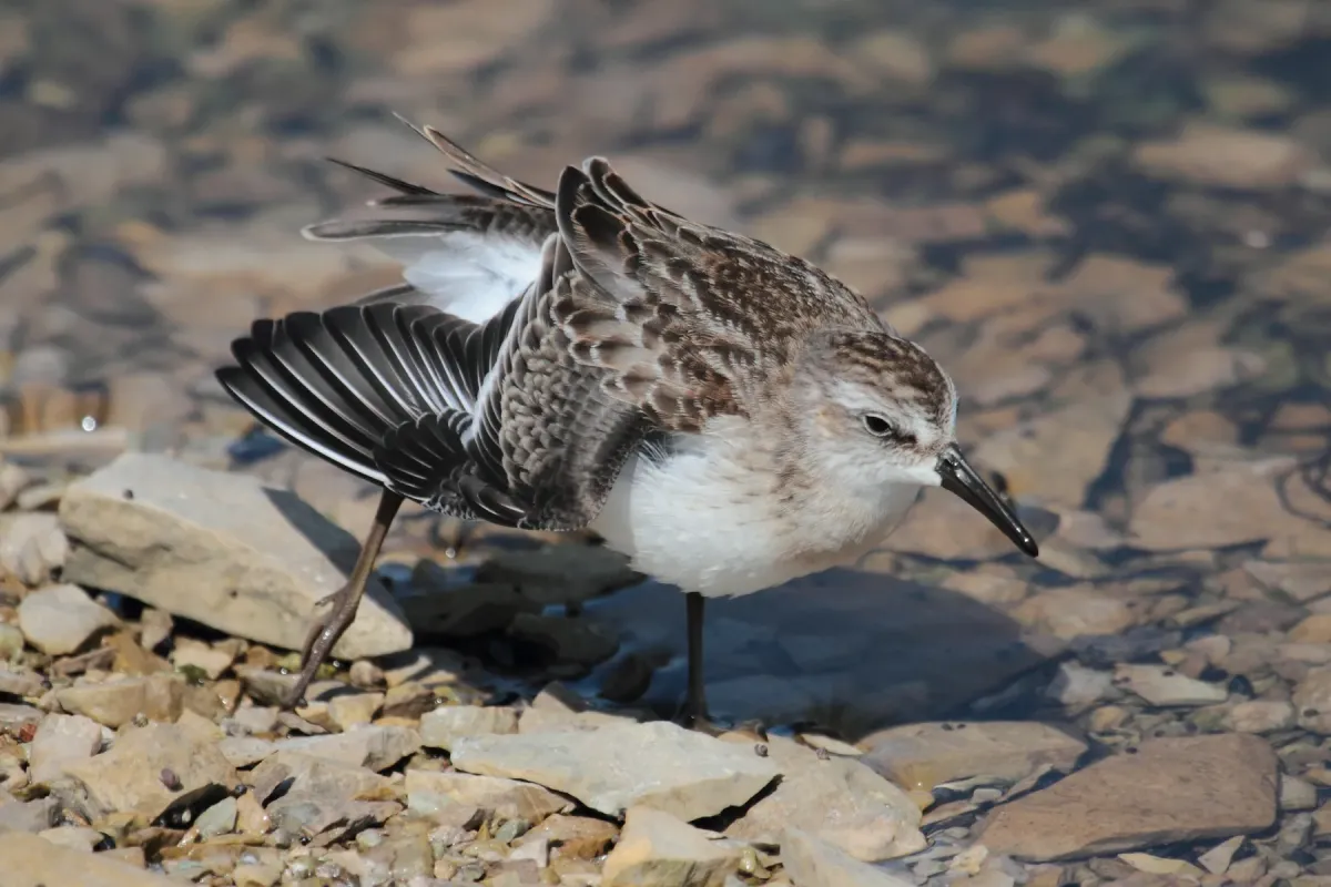 File:Calidris pusilla Quarry 01.jpg