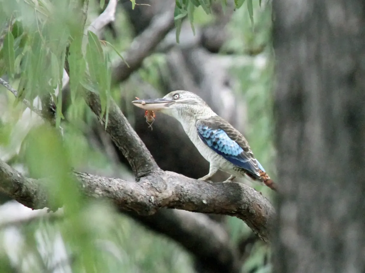 File:Dacelo leachii Daintree 2.jpg