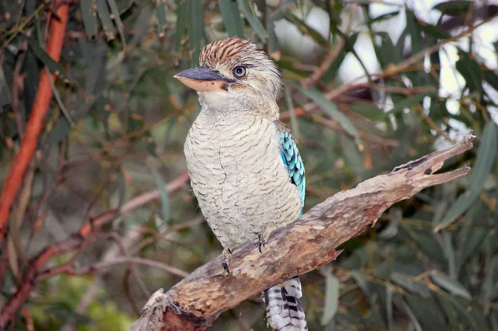 File:Dacelo leachii Gladstone 1.jpg