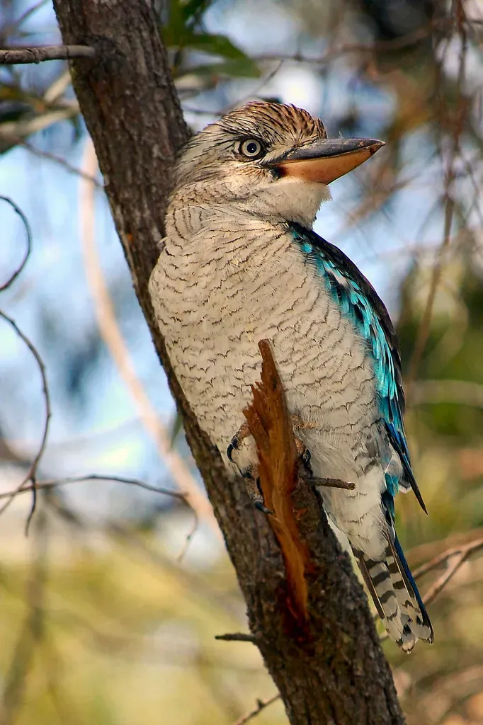 File:Dacelo leachii Gladstone 2.jpg