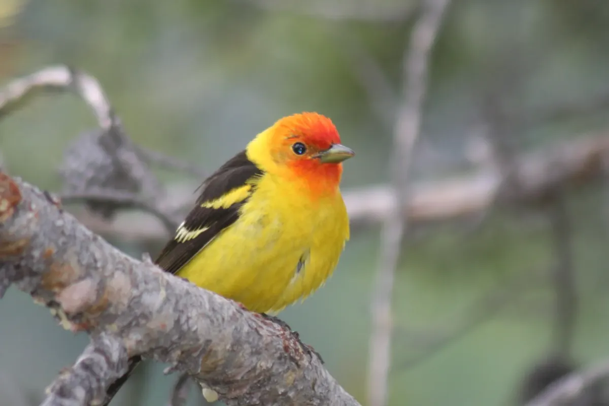 File:Western Tanager piranga ludoviciana; male on branch.jpg