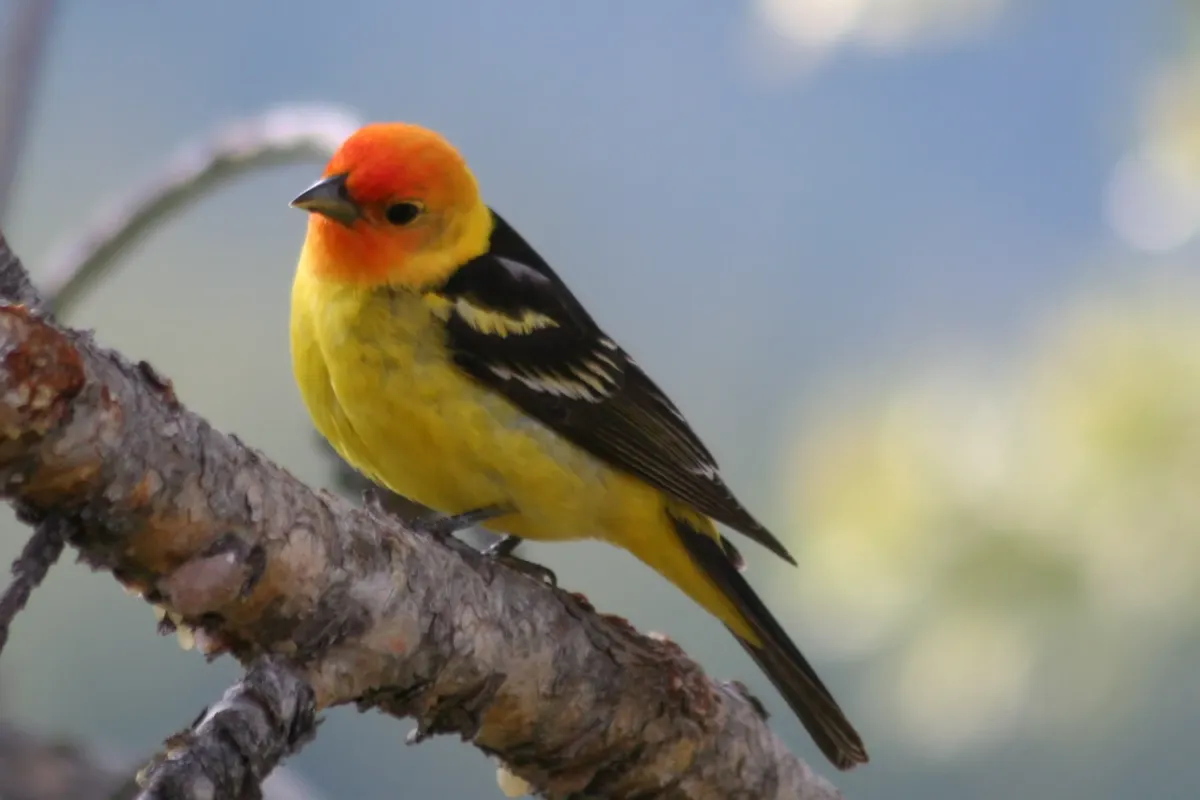 File:Western Tanager piranga ludoviciana; body visible, male.jpg
