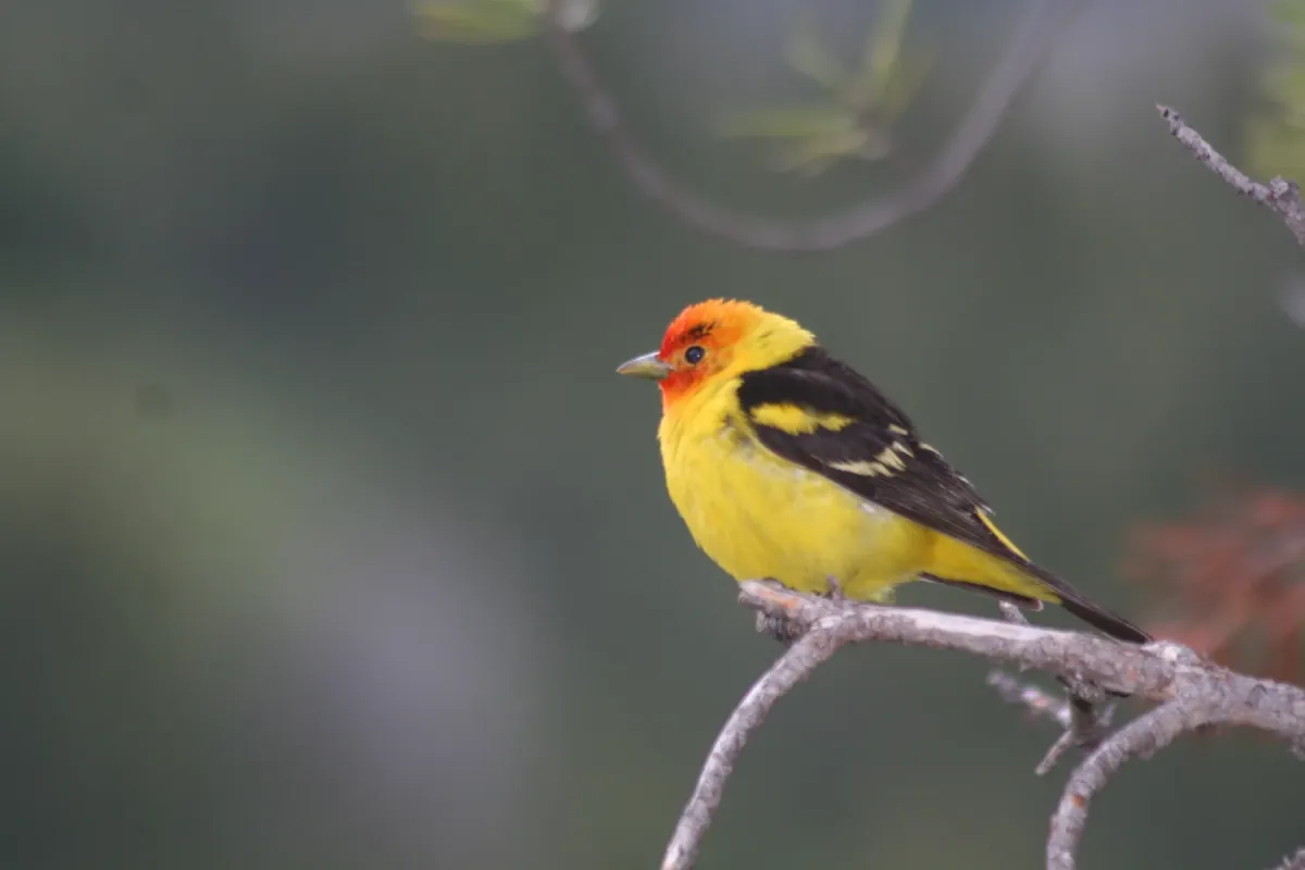 File:Western Tanager with an Eyebrow; piranga ludoviciana, male.JPG