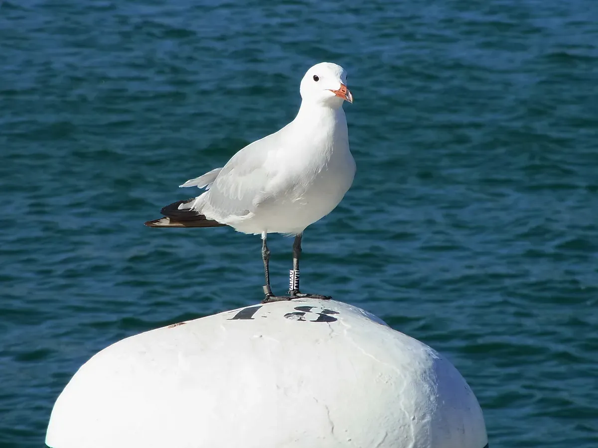 File:Ichthyaetus audouinii CBMen 07.jpg