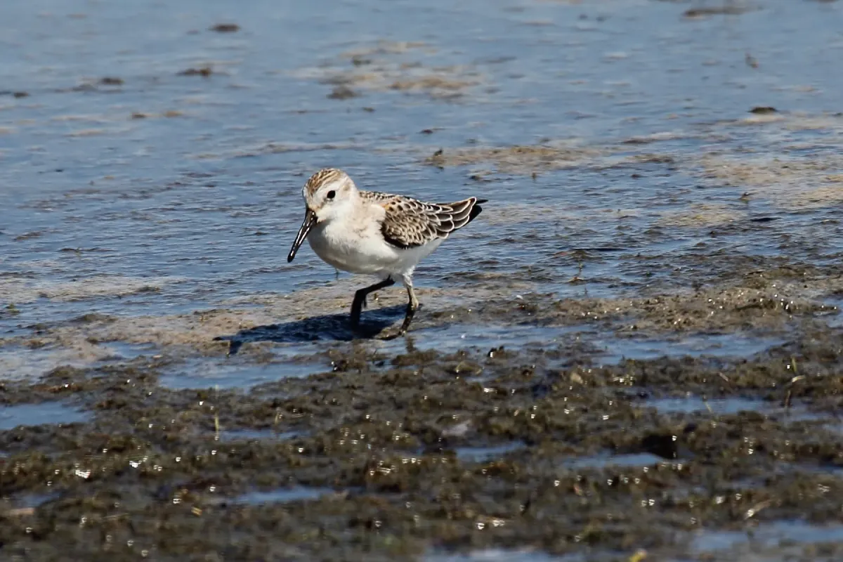 File:Western Sandpiper (Calidris mauri) (6097780756).jpg