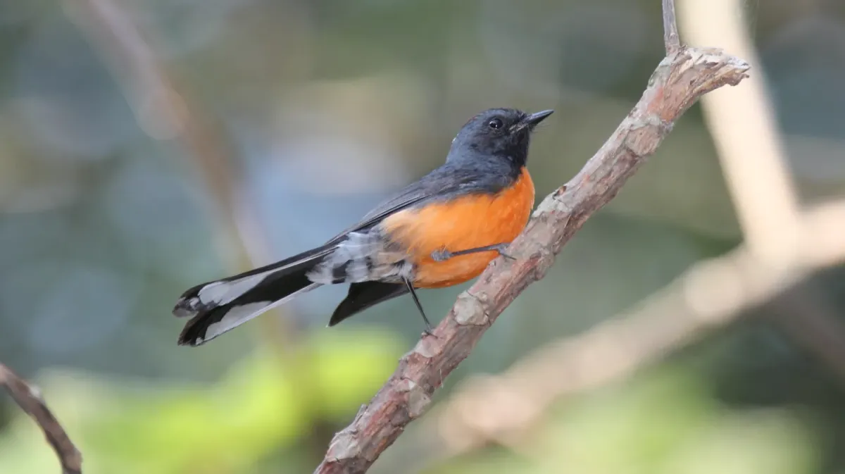 File:Slate-throated Whitestart (Myioborus miniatus connectens) (5783743096).jpg