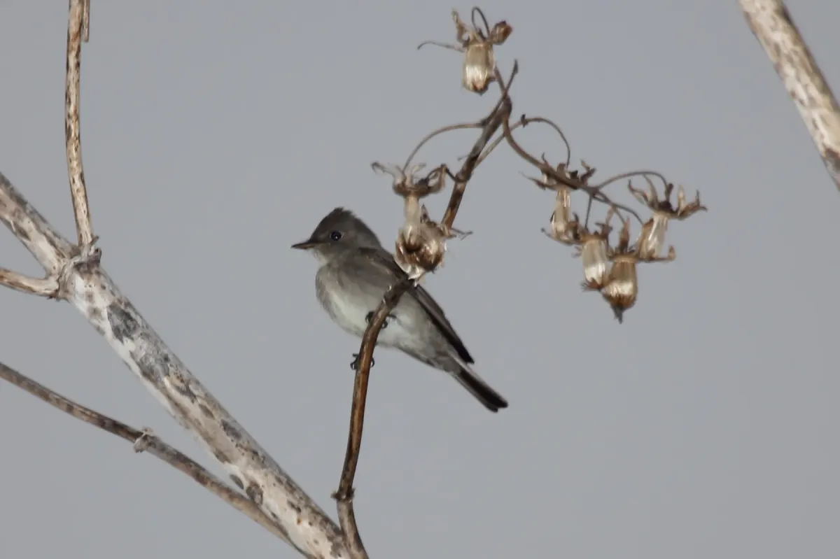 File:Western Wood Pewee (Contopus sordidulus) (5783739250).jpg