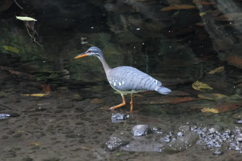 File:Sunbittern (Eurypyga helias) (5772447838).jpg