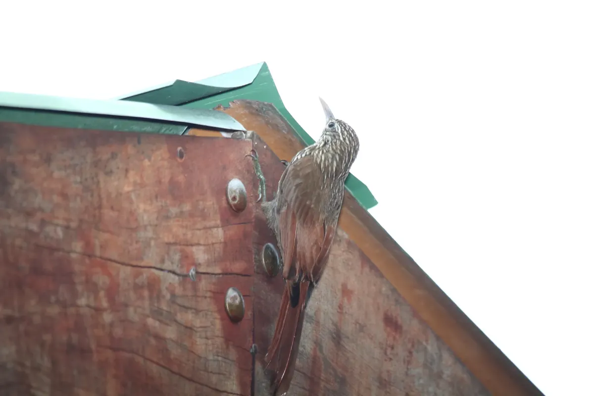 File:Streak-headed Woodcreeper (Lepidocolaptes souleyetii) (5772342100).jpg