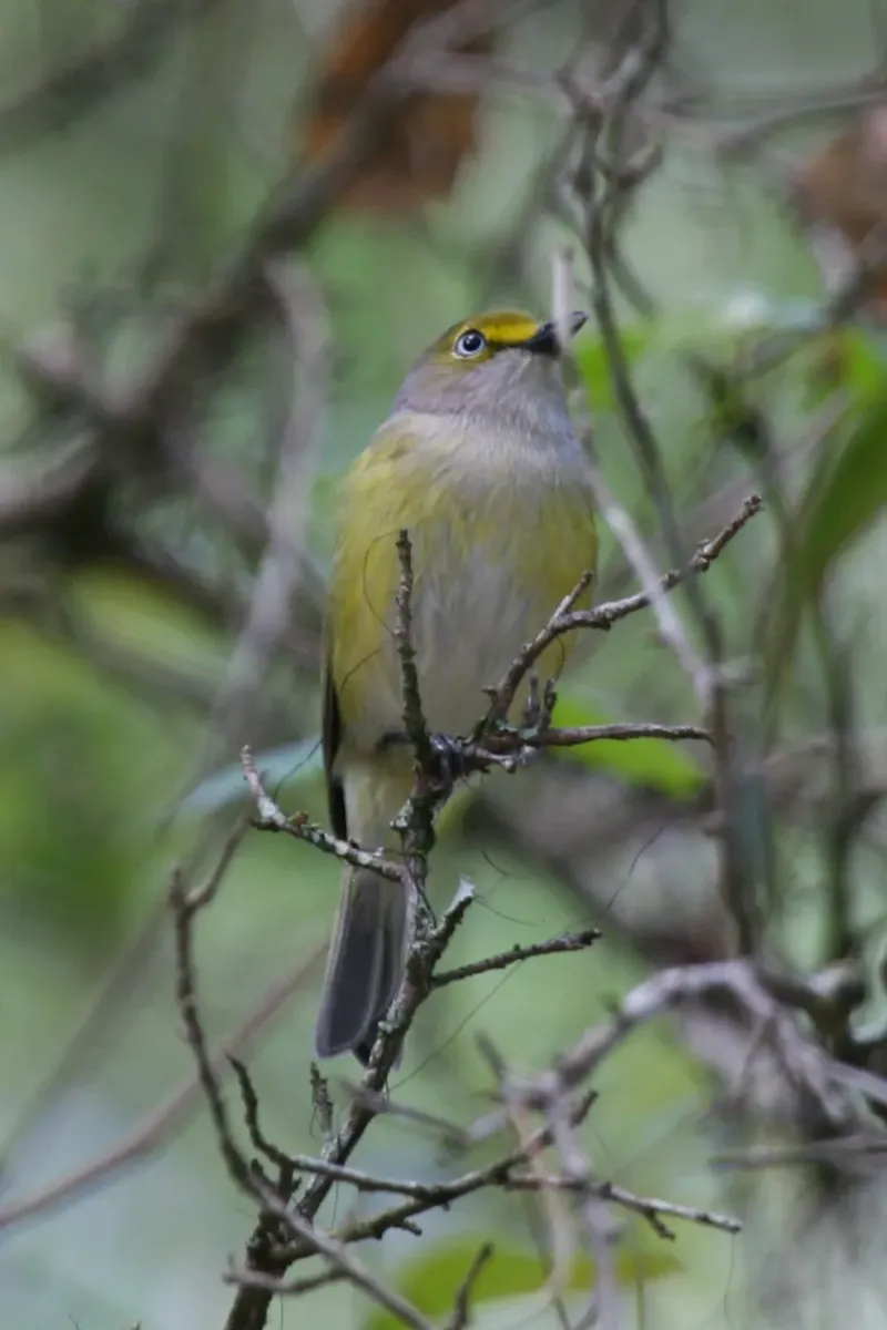 File:White-eyed Vireo (Vireo griseus) (5206839596).jpg