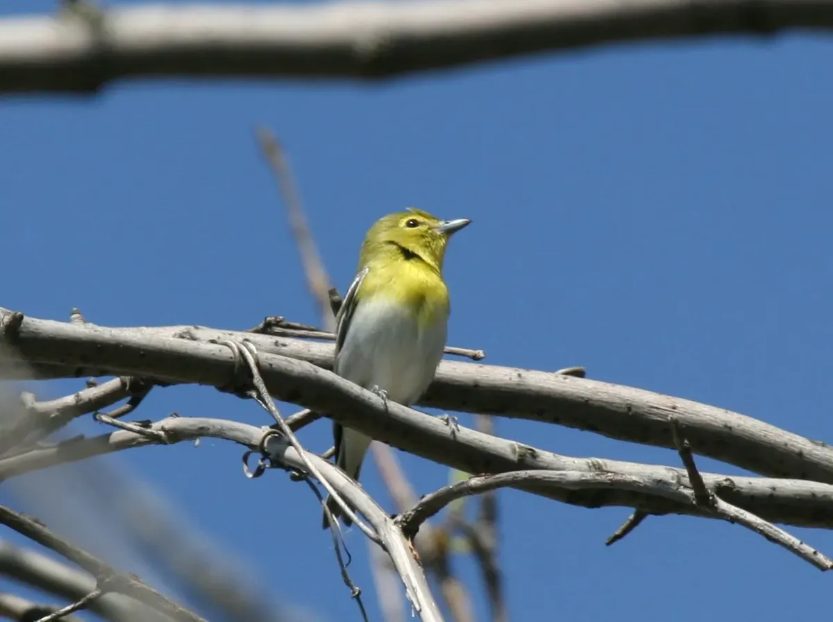 File:Yellow-throated Vireo (Vireo flavifrons) (5206241405).jpg